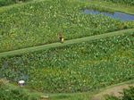 Taro Fields
